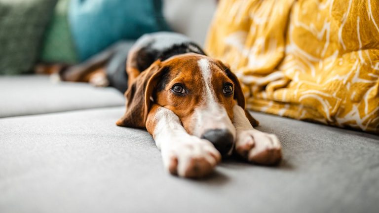 Kan hondenpoep schadelijke ziektekiemen van huisdieren naar mensen verspreiden?