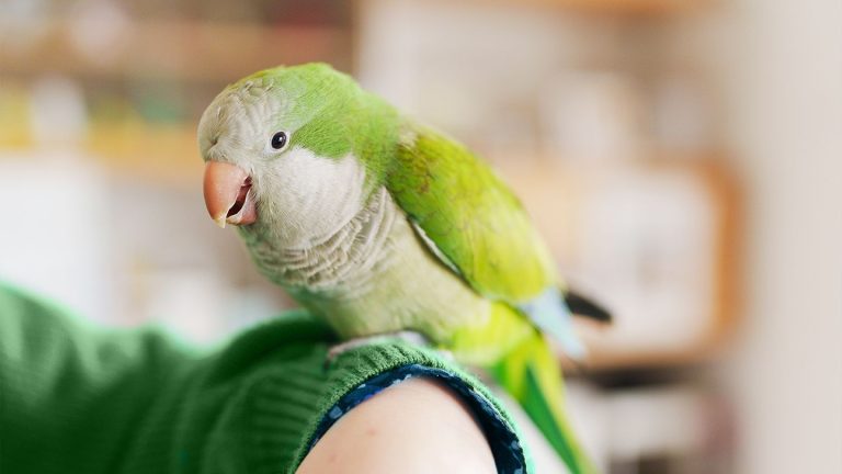 Toename van papegaaienkoorts in Europa leidt tot meer dan 100 ziekten en 5 sterfgevallen