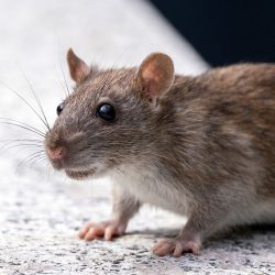 Rattenurine verspreidt een levensbedreigende bacteriële ziekte bij mensen en honden