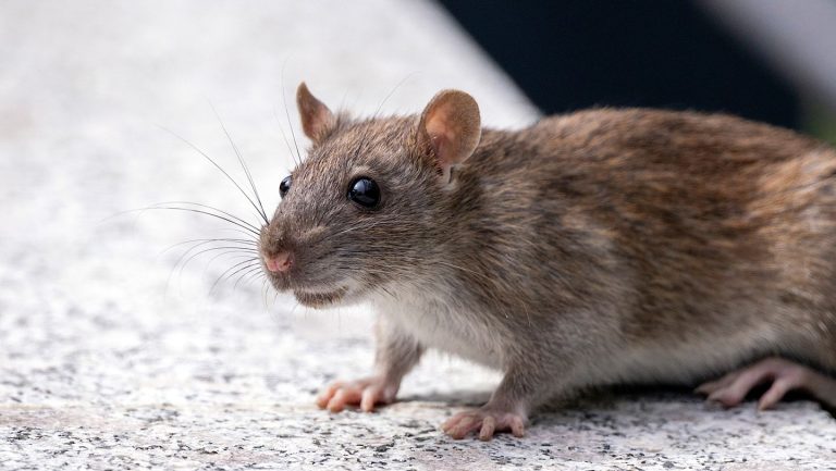 Rattenurine verspreidt een levensbedreigende bacteriële ziekte bij mensen en honden
