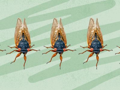 Zijn cicaden gevaarlijk voor de menselijke gezondheid?