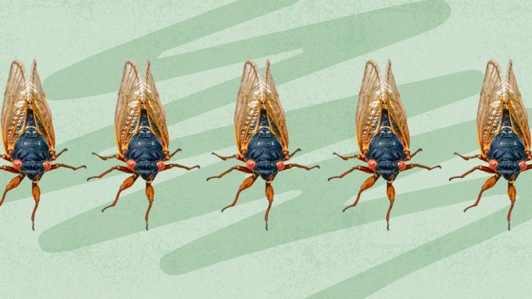 Zijn cicaden gevaarlijk voor de menselijke gezondheid?