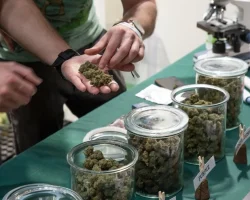 “Verbluffende schat”, een 17-jarige in het ziekenhuis. Wat is het nieuwe cannabisderivaat