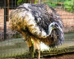 Nadia Batocletti en het struisvogeldieet, wat het is, waarom het goed is voor de spieren en voor wie het geschikt is