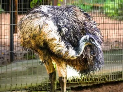 Nadia Batocletti en het struisvogeldieet, wat het is, waarom het goed is voor de spieren en voor wie het geschikt is