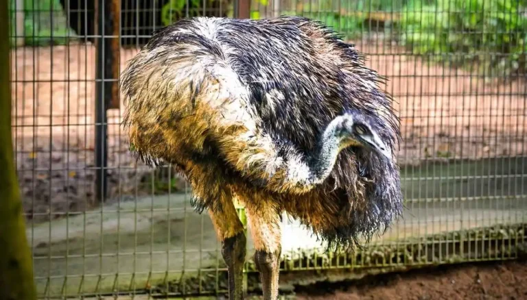 Nadia Batocletti en het struisvogeldieet, wat het is, waarom het goed is voor de spieren en voor wie het geschikt is