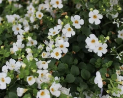 Bacopa, de plant die het geheugen helpt stimuleren