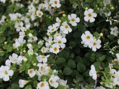 Bacopa, de plant die het geheugen helpt stimuleren