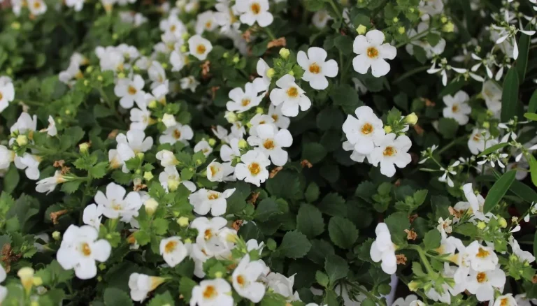 Bacopa, de plant die het geheugen helpt stimuleren
