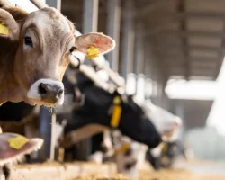 Shamonda-virus op Italiaanse boerderijen: zijn vlees en melk echt veilig?