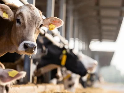 Shamonda-virus op Italiaanse boerderijen: zijn vlees en melk echt veilig?