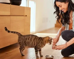 1 op de 15 katten draagt ​​een parasiet bij zich die ook mensen kan infecteren