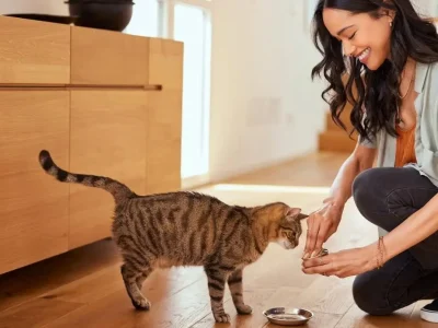 1 op de 15 katten draagt ​​een parasiet bij zich die ook mensen kan infecteren