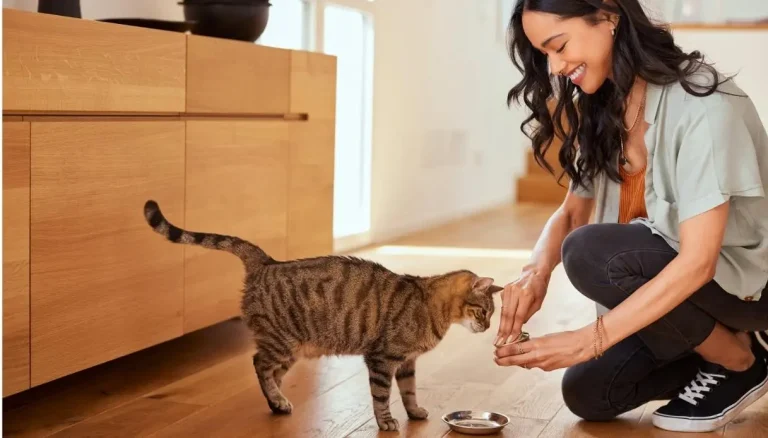 1 op de 15 katten draagt ​​een parasiet bij zich die ook mensen kan infecteren