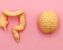 Alzheimer, de darmbacterie die kan bijdragen aan hersenbederf. De studie