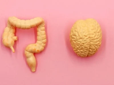 Alzheimer, de darmbacterie die kan bijdragen aan hersenbederf. De studie